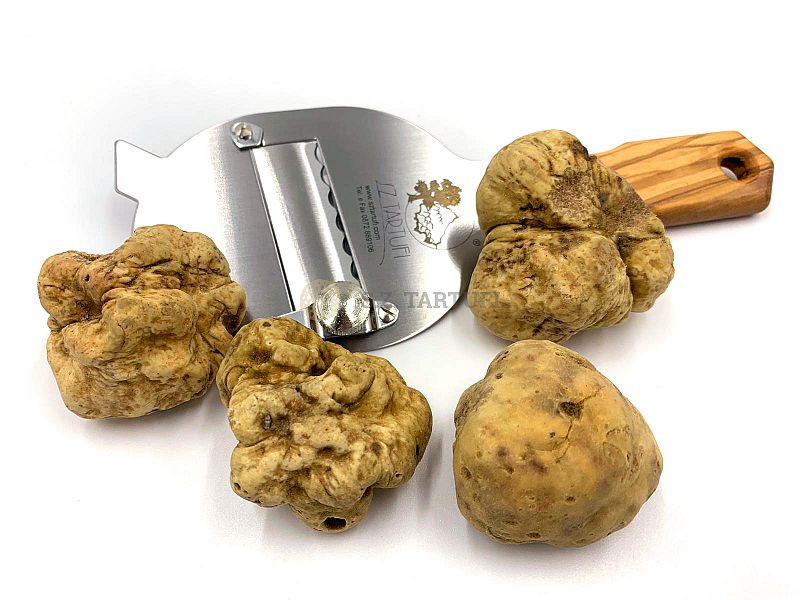 Tartufo Bianco Pregiato Fresco PRIMA SCELTA 10-50g - Tuber magnatum Pi