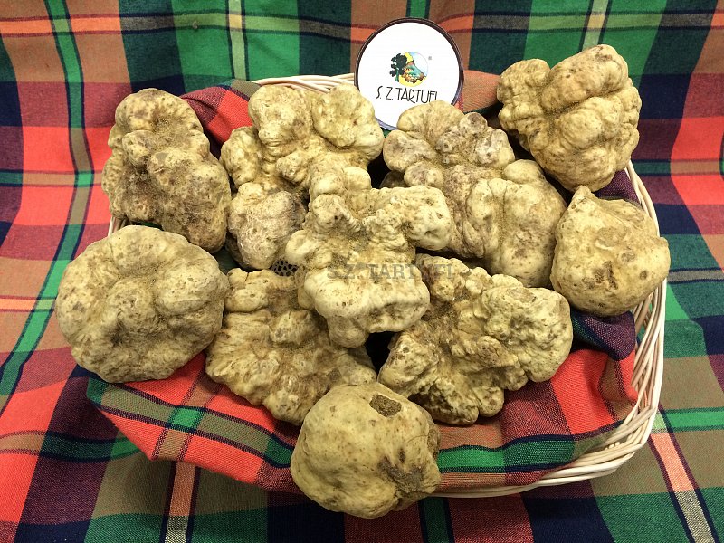 fresh white truffle extra choice tuber magnatum pico